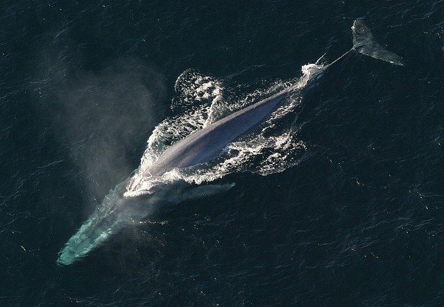 世界最大の生物はゾウでもシロナガスクジラでもなかった!では何が世界一なのか?
