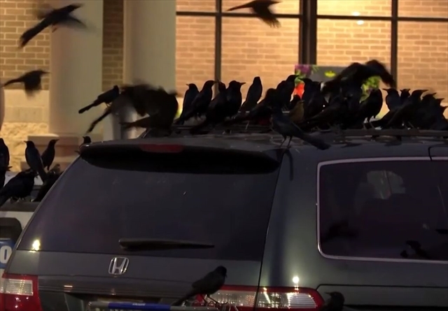 まるでヒッチコック！？大量の黒い鳥がスーパーの駐車場を占拠！この世の終わりのような恐ろしい光景に