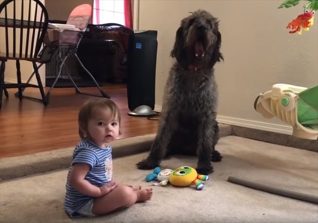 「おすわり！」おすわりさせようとしたら逆に犬におすわりさせられてしまった赤ちゃんのキョトン顔が可愛すぎるので皆さん見てください！