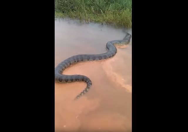 ブラジルのとある農村で想像を絶するレベルの巨大なアナコンダが発見される！