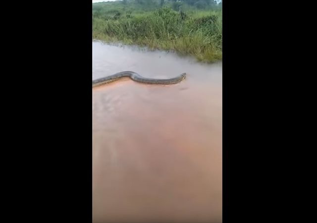 ブラジルのとある農村で想像を絶するレベルの巨大なアナコンダが発見される！