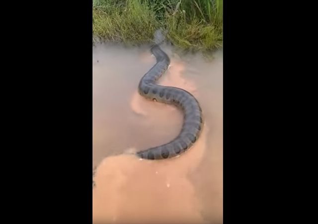 ブラジルのとある農村で想像を絶するレベルの巨大なアナコンダが発見される！