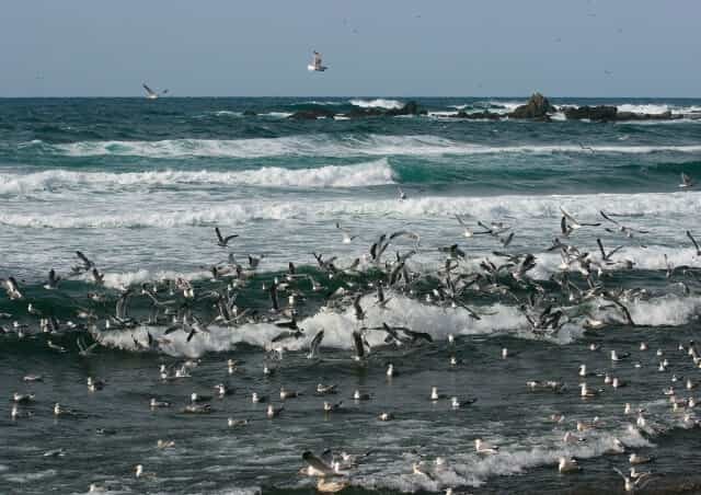 北海道・小樽の穴場の釣りスポット3選！季節別の釣れる魚や釣る時のコツもご紹介！