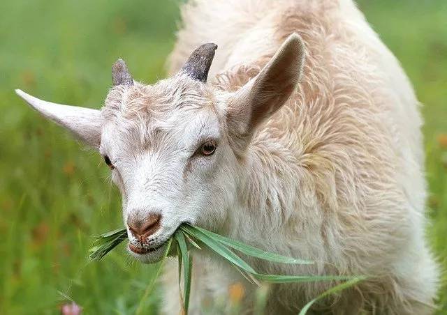 ヤギをペットとして飼いたい！飼い方や性格、値段、寿命などまとめてご紹介！