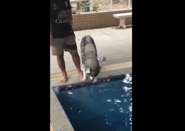 超かわいいハスキーの動画！水におびえまくっていたハスキー。自分よりも小さい犬がスイスイ泳ぐ姿を見たら…