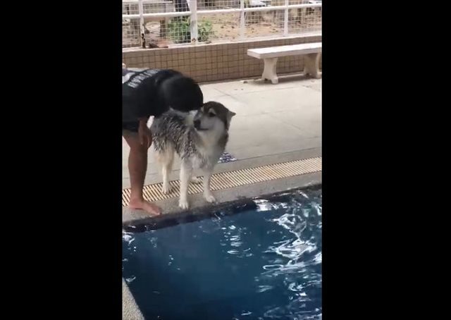 超かわいいハスキーの動画！水におびえまくっていたハスキー。自分よりも小さい犬がスイスイ泳ぐ姿を見たら…