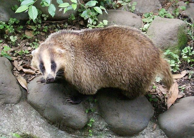 【自由研究】たぬきの餌って何?世界的には意外と珍しい動物狸(たぬき)の生態