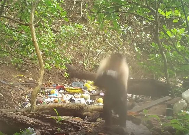 野生の猿が石を道具として利用しし食べ物を砕く様子が目撃された！