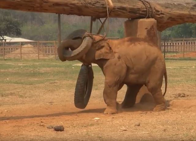 3.ご飯の時間に母ゾウが子ゾウを呼びに来るも、子ゾウは駄々をこねて再び遊び始め、最後には…