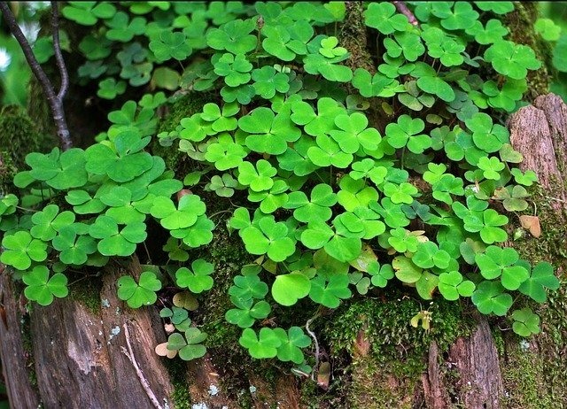 四葉のクローバーの花言葉は?実はクローバーは葉の数で花言葉が違う植物なんです!