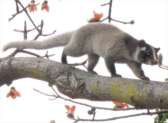 【自由研究】たぬきの餌って何?世界的には意外と珍しい動物狸(たぬき)の生態