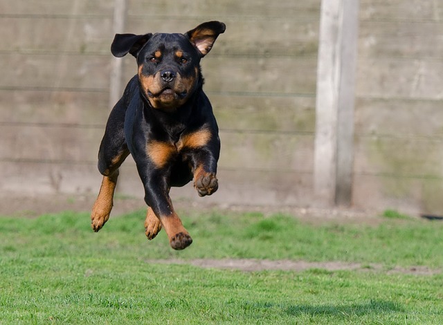 【ペット飼い主向け】クラウドファンディングの仕組み・注意点・種類や歴史を解説！犬猫プロジェクト一覧