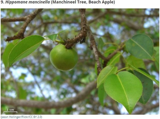 世界最凶の植物9選！ 痙攣、昏睡、幻覚、激痛…“死の木”から巨大有害雑草まで！