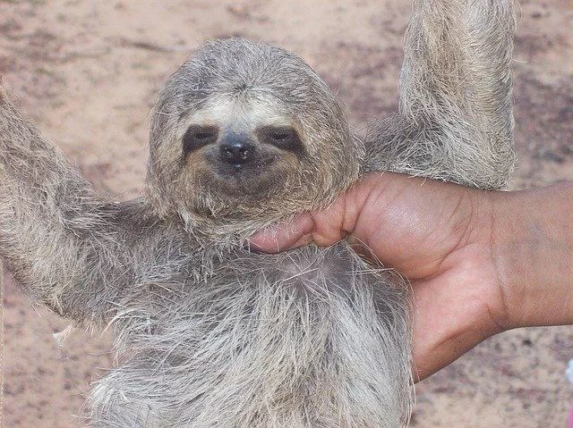 ナマケモノをペットにしたい！飼い方から性格、値段など気になる情報を総まとめ！