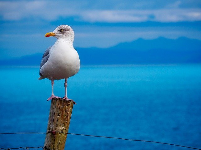 海で見かける「ウミネコ」と「カモメ」はそっくりだけど同じ鳥？その違いを解説！