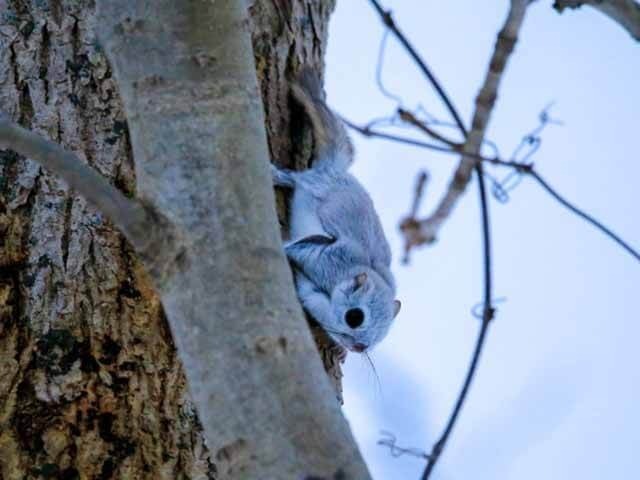 樹木の巣穴からひょっこり。まんまる瞳のエゾモモンガに一目惚れ