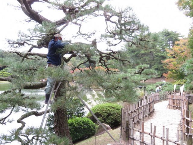 紅葉に燃える香川の名園で、ひとときの夜の夢「栗林公園ライトアップ」