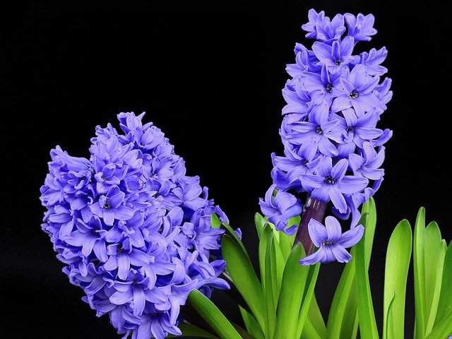 ヒヤシンスの花言葉は？その由来は名前の語源でもある美少年にあった！