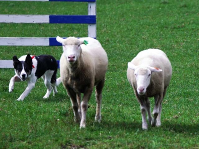 恵庭市のえこりん村で動物と花々を堪能しましょう！