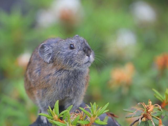 【希少動物】ナキウサギの愛くるしい姿と鳴き声に目が離せない！