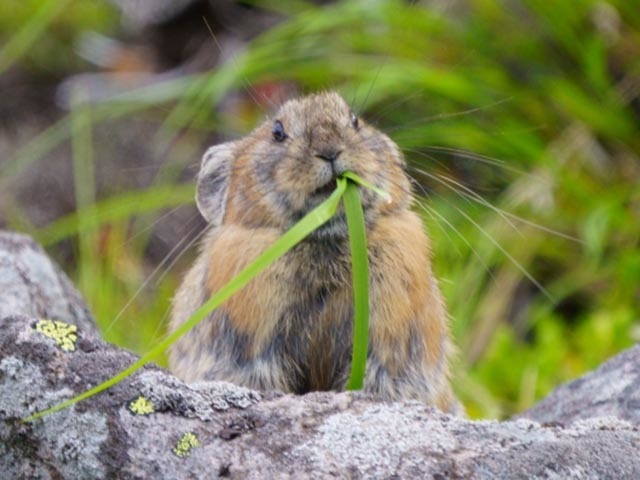 【希少動物】ナキウサギの愛くるしい姿と鳴き声に目が離せない！