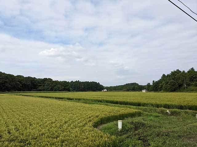 猫好きにはたまらない！！「ぎゃらりー＆かふぇ ねこ道楽」