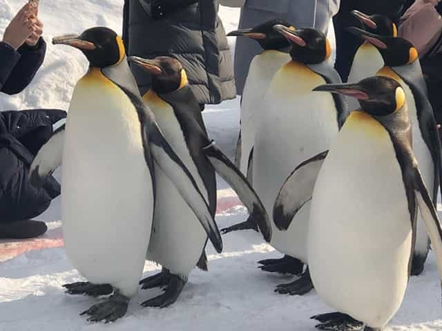 真冬の北海道を楽しむ！