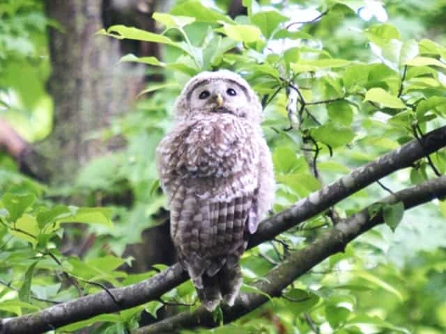 獲物を出す神？北海道に行くなら絶対に会うべきエゾフクロウのあれこれ