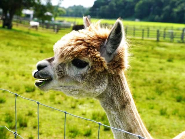 北海道の草原でアルパカと遊ぶ