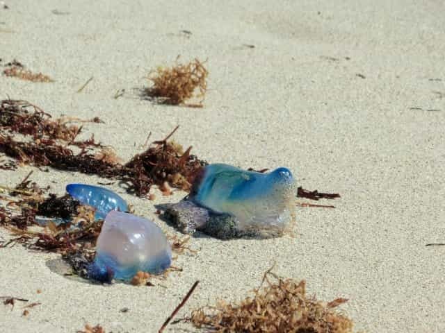 海の危険生物カツオノエボシの魅力｜刺されたときの対処法も紹介