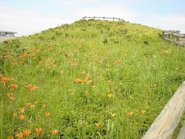 北海道の短い夏を彩る野生の花畑「小清水原生花園」