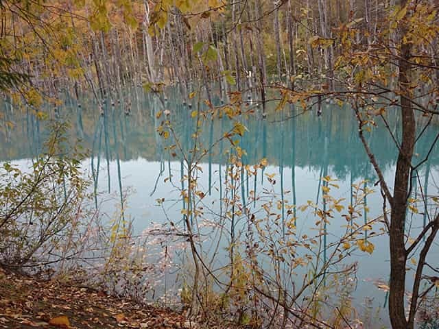 美瑛町「青い池」が幻想的でステキ？