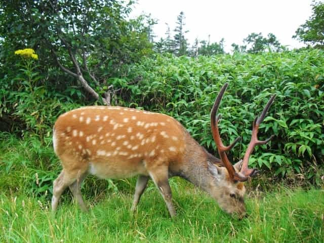 エゾシカの歴史とこれからのコト ～増え続けるエゾシカ、実は絶滅危惧種だった！？～