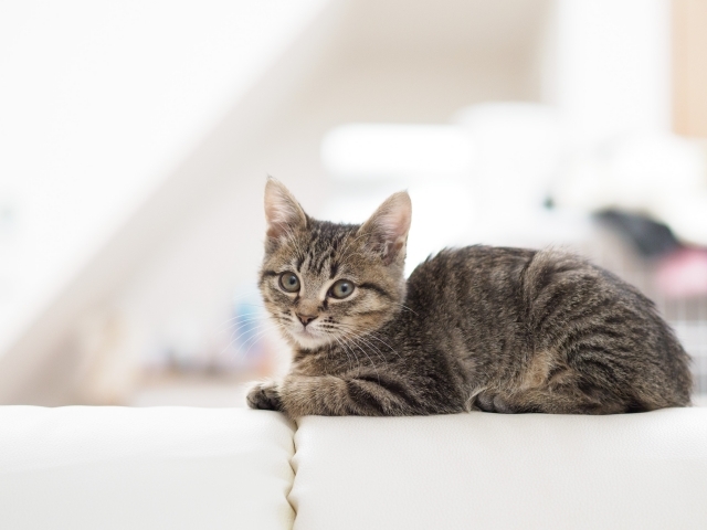 【ペット飼い主向け】クラウドファンディングの仕組み・注意点・種類や歴史を解説！犬猫プロジェクト一覧