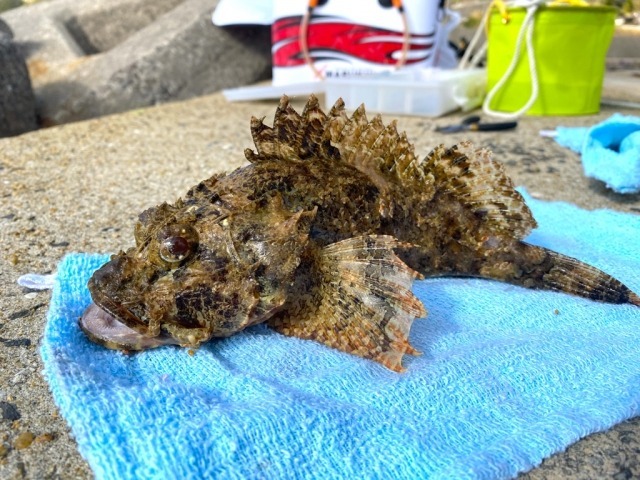 【読めたらスゴイ!】「虎魚」ってどんな魚!?トラに似ている!?この漢字、あなたは読めますか?