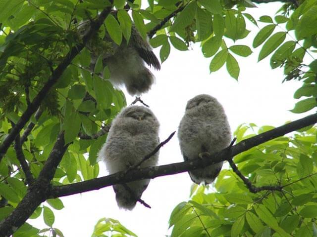 獲物を出す神？北海道に行くなら絶対に会うべきエゾフクロウのあれこれ