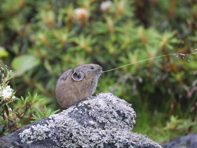 【希少動物】ナキウサギの愛くるしい姿と鳴き声に目が離せない！