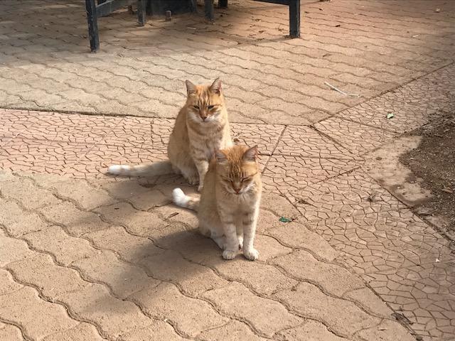 マルタ島で猫に出会うコツ、おしえます！