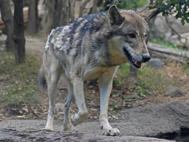 剥製でしか会うことができない？エゾオオカミの絶滅に迫る