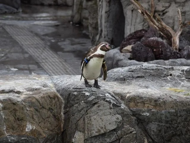 手ぶらピクニックを楽しめる、葛西臨海公園の攻略ガイド！エリア別の魅力も紹介！