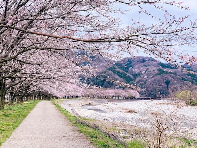 【全国】桜がきれいなキャンプ場特集。この時期ならではのお花見キャンプは格別！