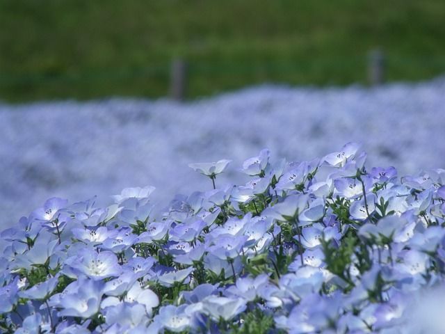 青い花畑が美しい春の花「ネモフィラ」、その花言葉は?実は黒い花も咲かせるネモフィラもあるんだとか!!