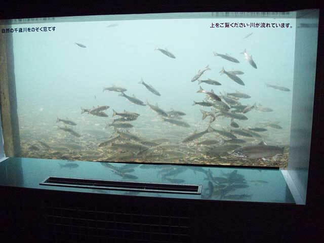 空港から鉄道１本、地域密着型本格水族館「さけのふるさと千歳水族館」