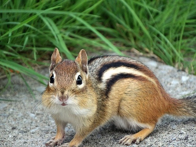 リスをペットにしたい！飼いやすくておすすめの種類や飼い方、値段など総まとめ！