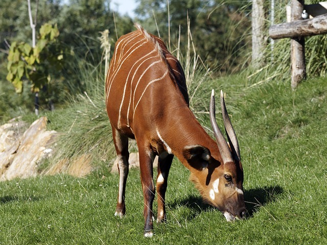 動物園に行ったらぜひ会いたい！「世界三大珍獣」と呼ばれる動物をご紹介！