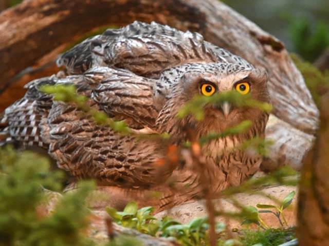 北海道の守り神！一度は会いたい、世界最大級のシマフクロウ！