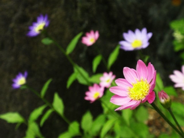 ミヤコワスレの花言葉はなに?花言葉と名前の由来には悲壮な逸話があった