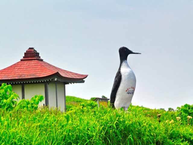 オロロン鳥って？北海道にしかいない貴重な海鳥をご紹介