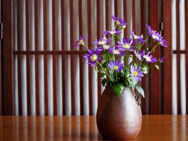 ミヤコワスレの花言葉はなに?花言葉と名前の由来には悲壮な逸話があった