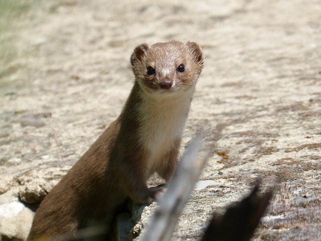 イタチをペットに！フェレットなどの飼いやすい種類や飼い方のポイントをご紹介！